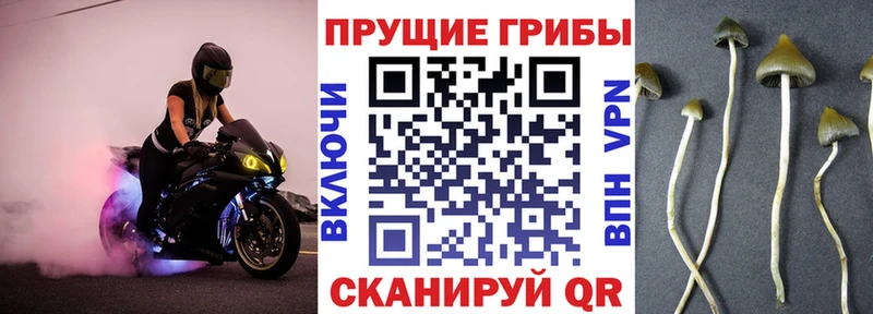 Псилоцибиновые грибы Magic Shrooms  блэк спрут рабочий сайт  Западная Двина 
